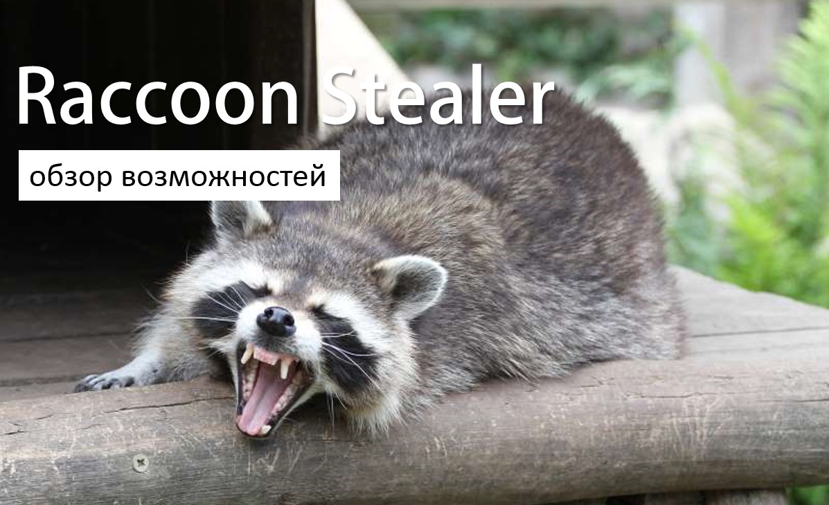 Raccoon Stealer: обзор возможностей