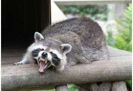 Обзор возможностей Raccoon Stealer